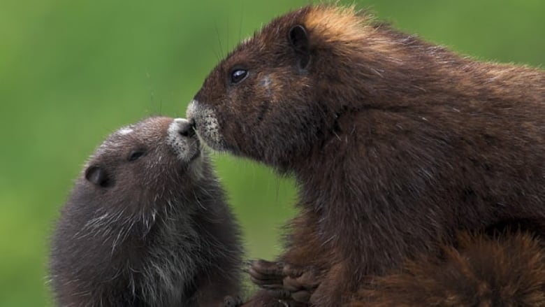 The Vancouver Island Marmot is one of North America's most endangered mammals.