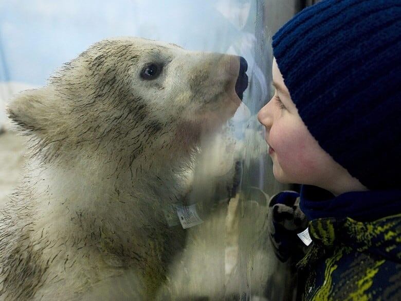 A boy puts his face to the glass and a polar bear cub is on the other side.