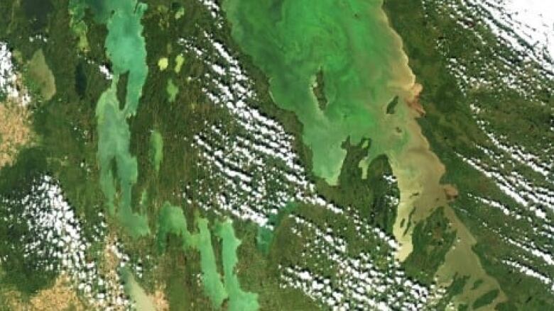 A satellite image of Lake Winnipeg, Lake Manitoba and Lake Winnipegosis, coloured green by algae.