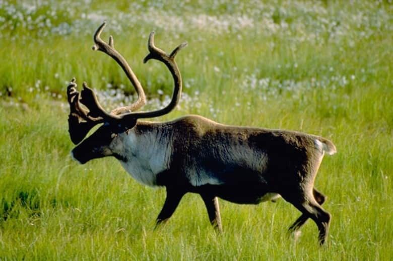 Bull caribou amid grassland.