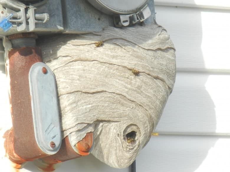 Picture taken by Jessie Akerman of Cupids. This is a picture taken of a wasps nest on the Post Office meter box in Cupids, CB, NF.