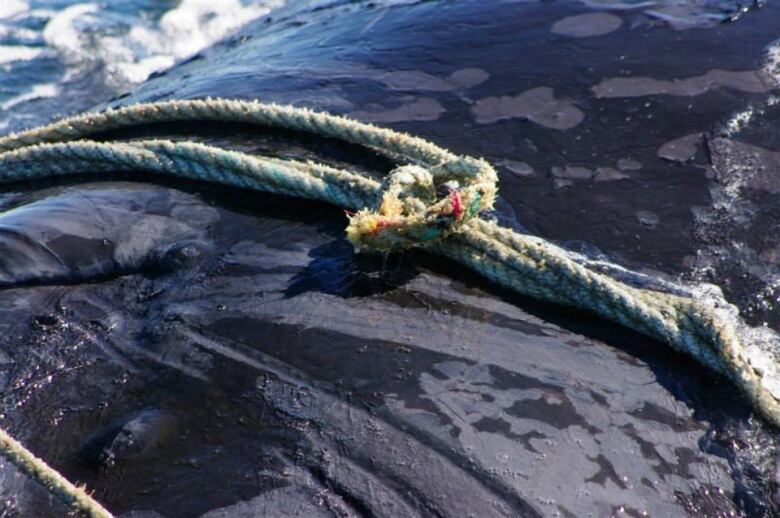 rope around a whale