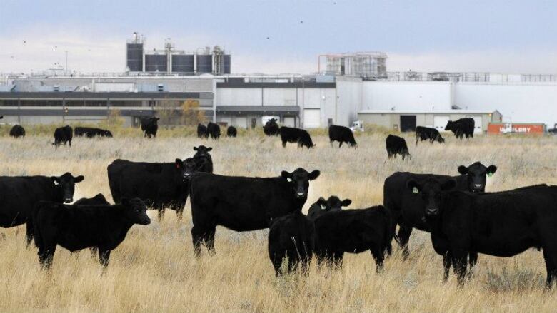 Cattle graze beside the former XL Foods' Lakeside Packers plant located in Brooks, Alta.