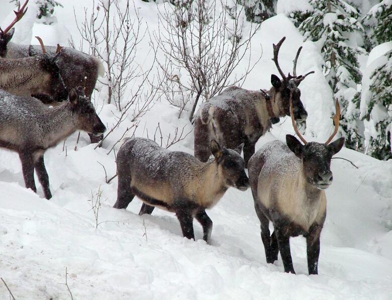 A group of caribou on a snowy, forested slope.