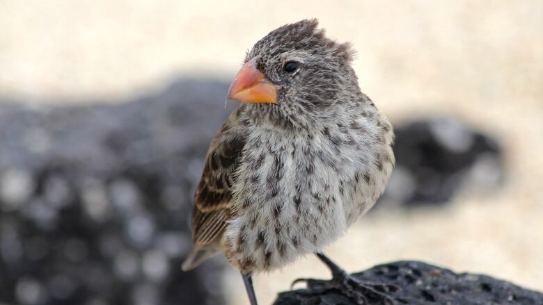 A gray bird perches on a rock.