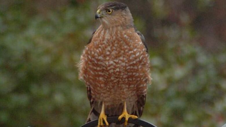 A large brown hawk with a fluffy chest sits on a fence. 