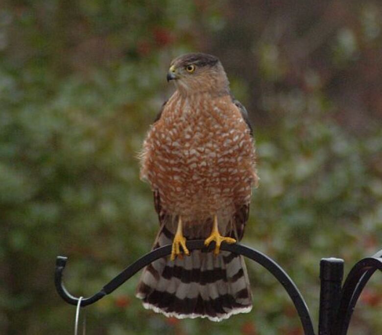 A large brown hawk with a fluffy chest sits on a fence. 