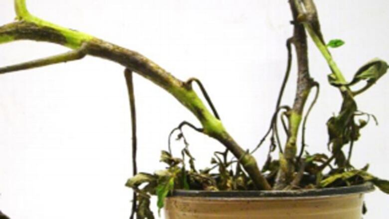 A tomato with damaged foliage caused by blight 