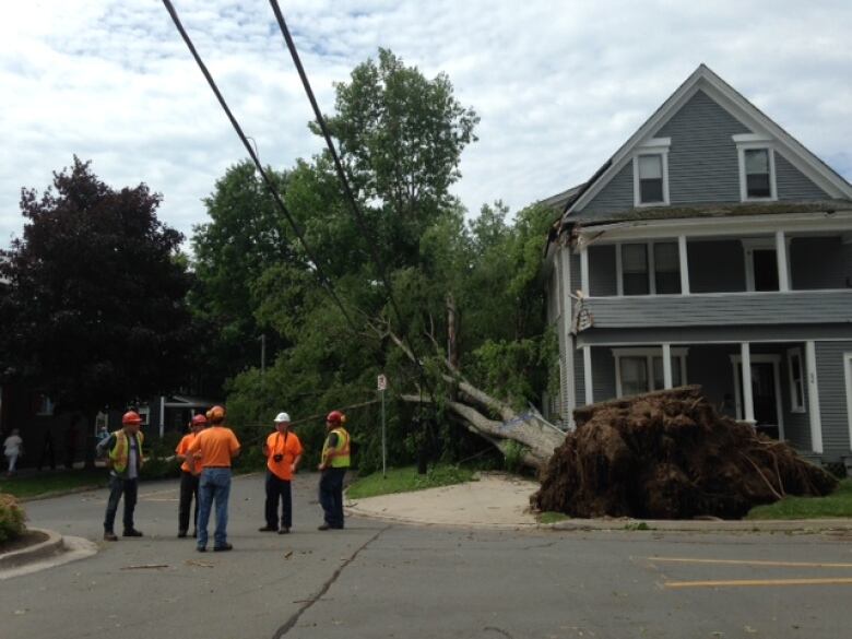 Crews survey a downed tree in Fredericton