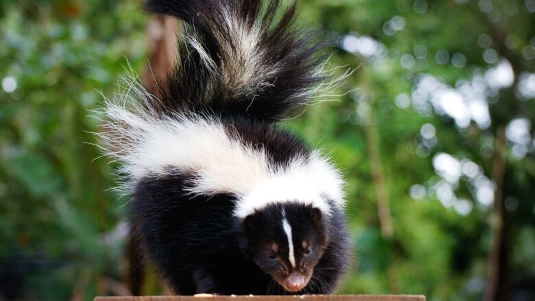 A skunk is on the post of a fence in front of greenery. 