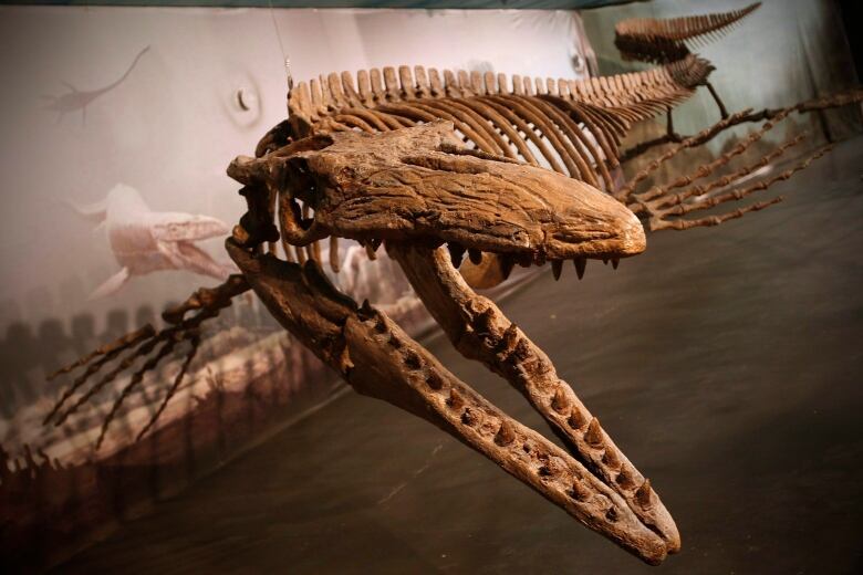 A skeleton of a prehistoric reptile is seen in a museum.