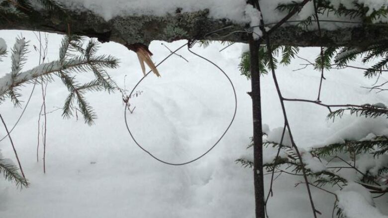 A wire noose hangs from a tree low to the snow. 