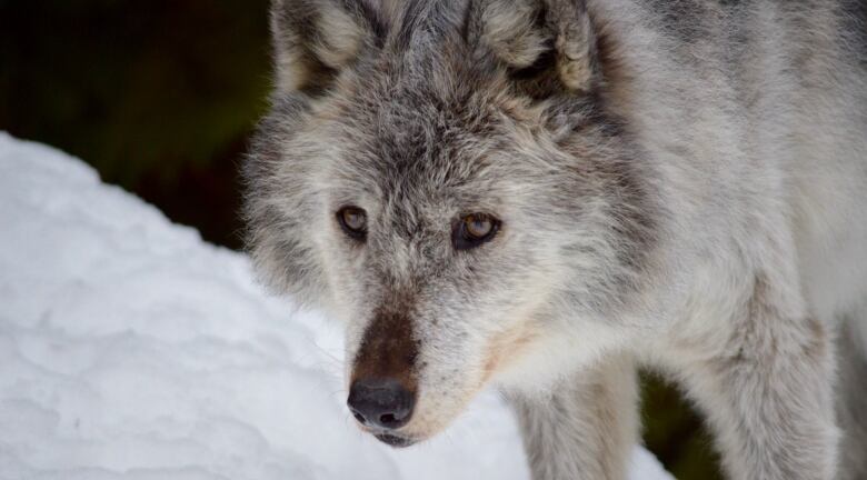 More than $10 million dollars has been spent by B.C. so far on the controversial wolf cull, according to documents obtained by CBC following an application under B.C.s Freedom of Information and Protection of Privacy Act.