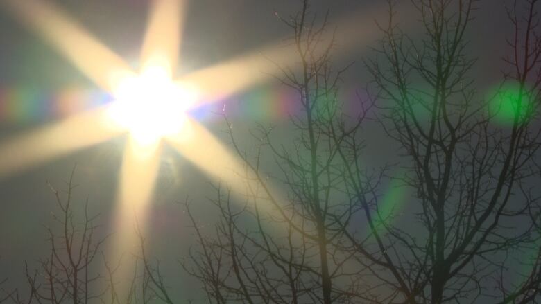 Sun rays shine through bare tree branches