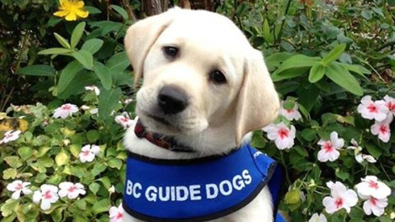 A white puppy wearing a blue BC Guide Dogs vest