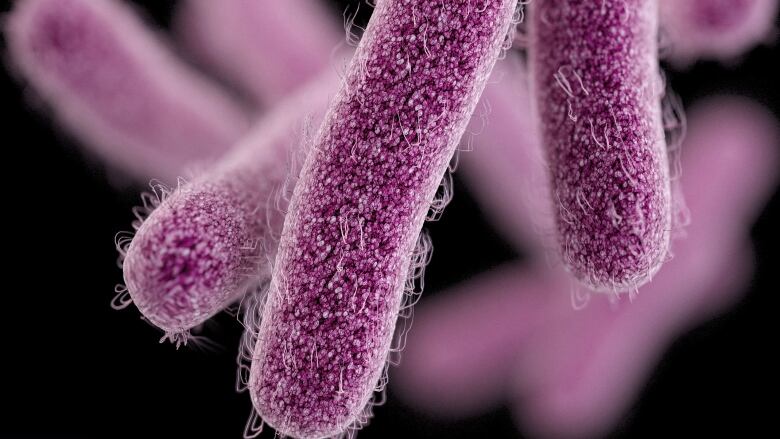 Oblong purple bacteria are pictured against a black backdrop