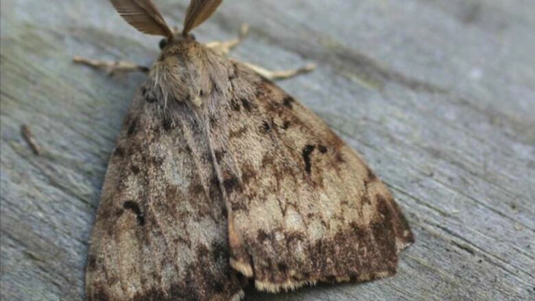 A mottled brown moth on a piece of wood.