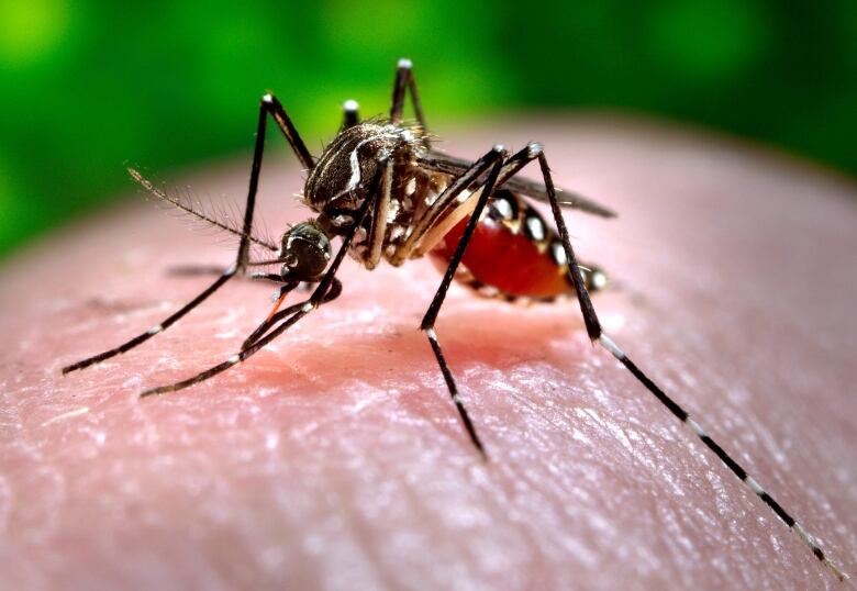 A mosquito feeds on a human in this close up image.