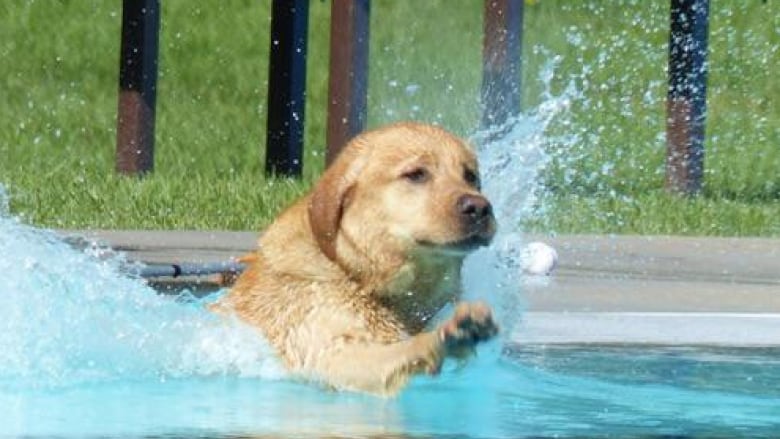 Golden retriever splashes into pool