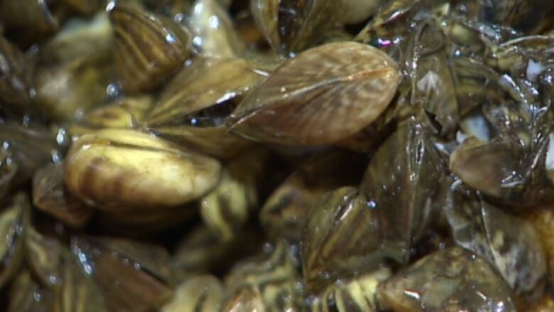 Zebra mussels are pictured.