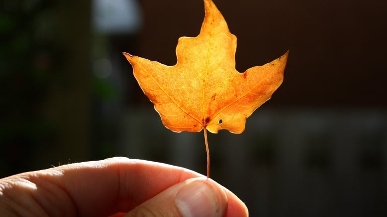 Holding leaf