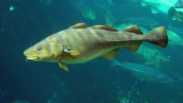 A northern cod swims in a tank.