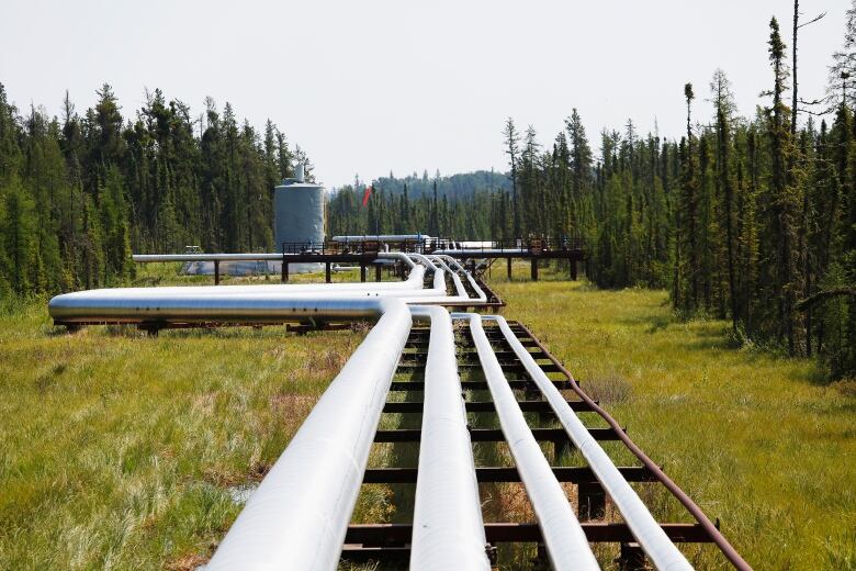 Oil, steam and natural gas pipelines run through the forest at the Cenovus Foster Creek SAGD oil sands operations near Cold Lake, Alberta, July 9, 2012.  TransCanada says the proposed expansion is a response to demand from producers in Alberta and B.C. 