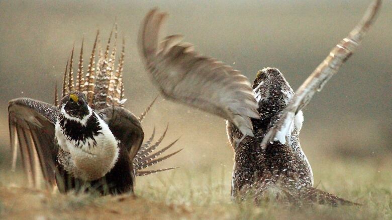 Two brown birds fight in a field. 