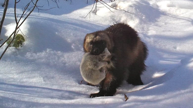 Andrew Manske captured what he believes is a world first  footage of wild wolverine kits. Their mother carries the pale grey, squealing, fluffy bundles outside the den while moving them to a new location in broad daylight.