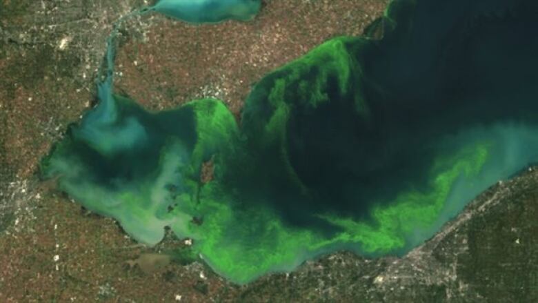 A satellite image of algal bloom in Lake Erie.