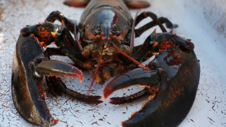 A lobster sits on a bench.