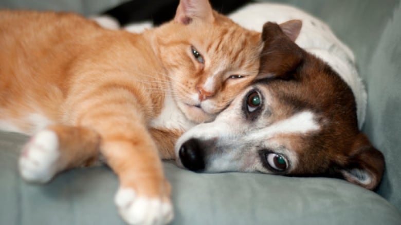 An orange cat and a dog cuddle on a couch