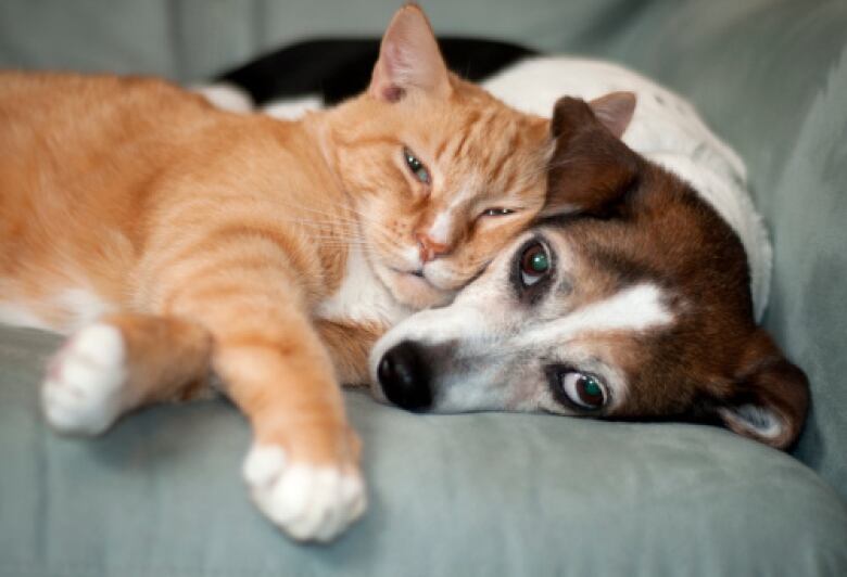 An orange cat and a dog cuddle on a couch