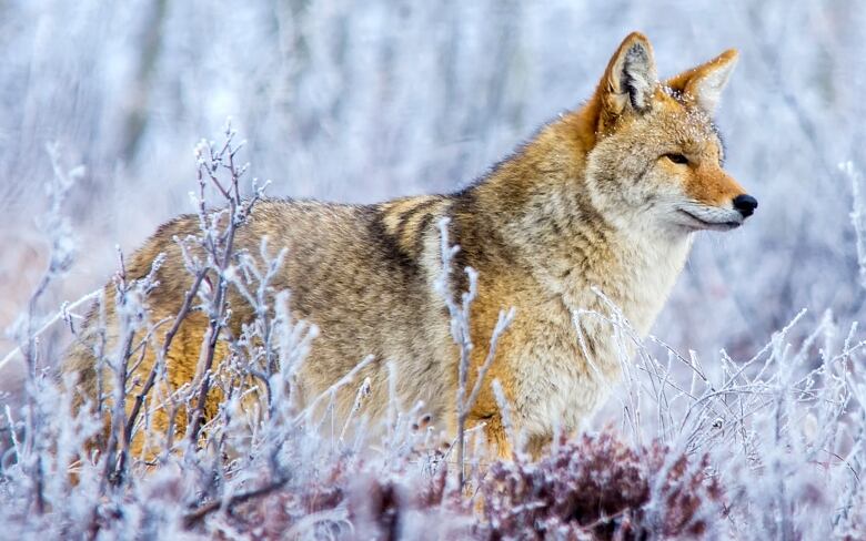 This coyote looks out over the Weaselhead natural area in southwest Calgary. Coyotes have often been known to habitat urban areas. 