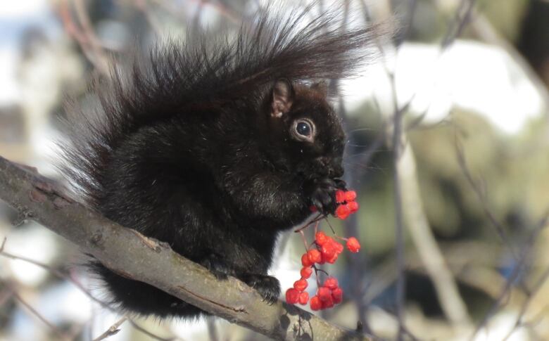 A squirrel eating some berries.