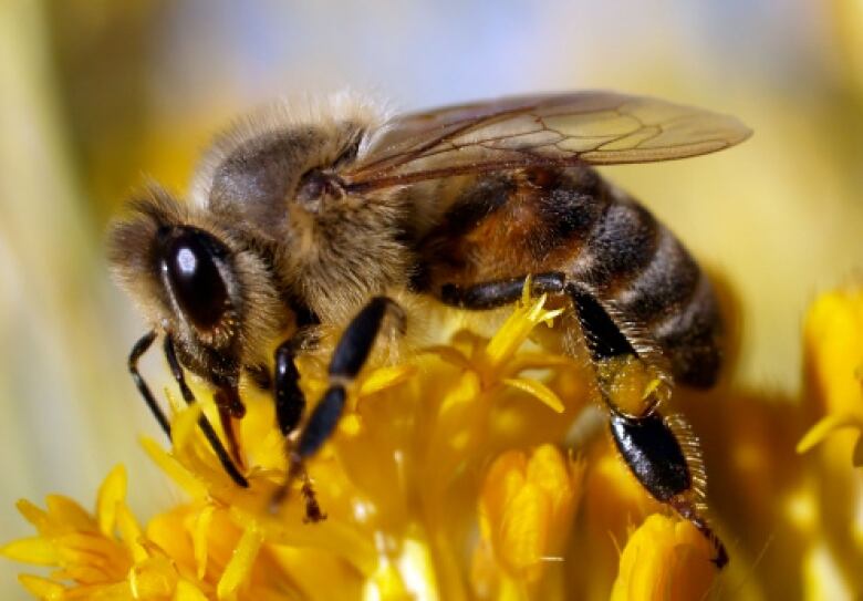 A bee on a yellow flower.