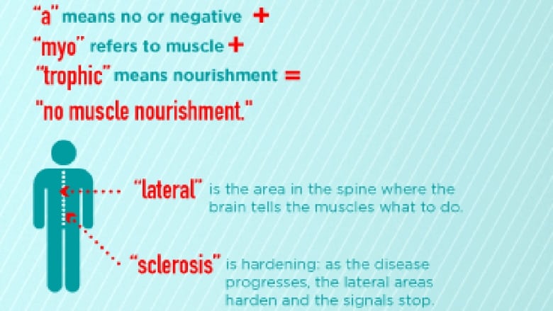 An infographic breaking down what the terms in ALS stand for.