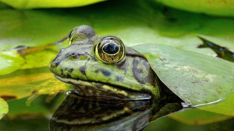 A green frog peeks out from under a leaf, in some water.