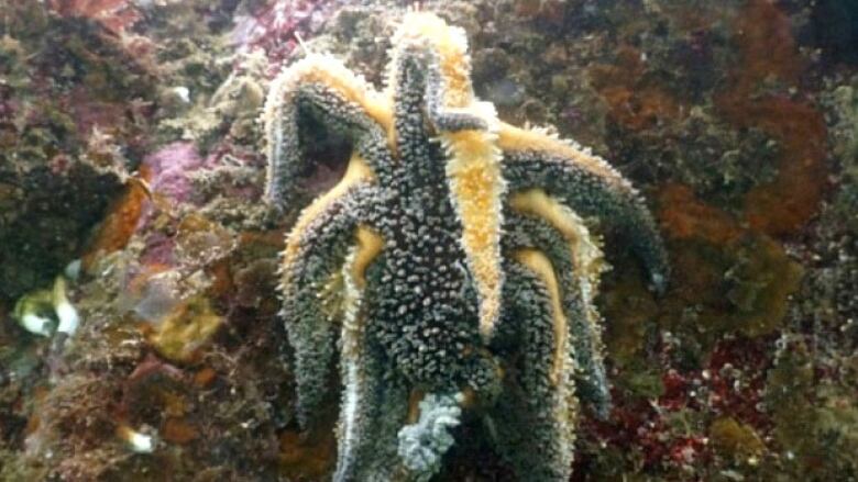 A multi-armed sunflower star sags and oozes off a rock in Howe Sound because it suffers from sea-star wasting disease.