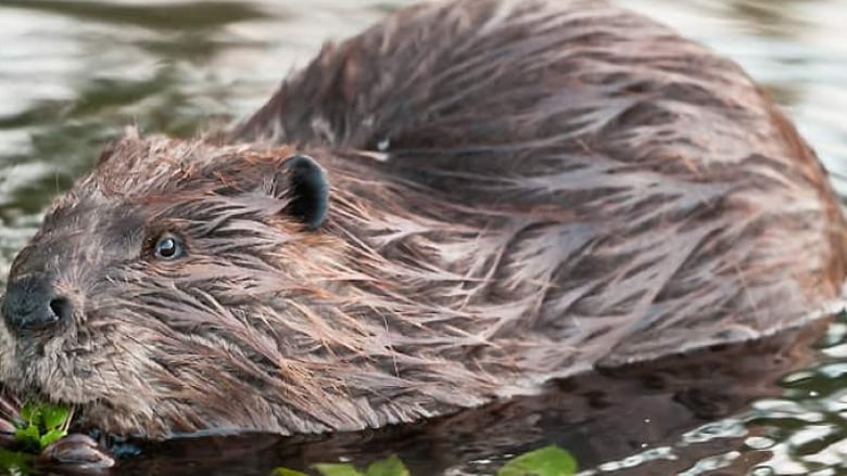 A beaver swims in a pond.