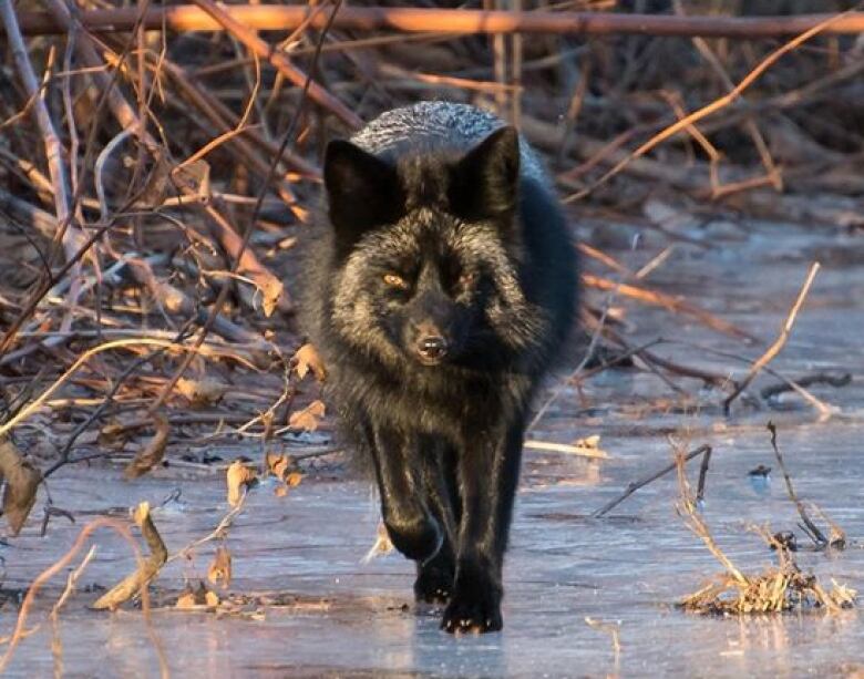 A fox with a silver and black coat walks on ice.