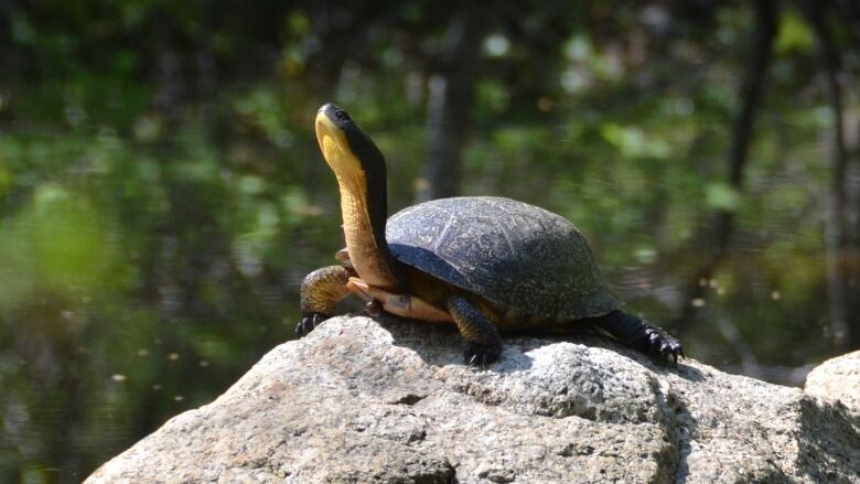 turtle on rock