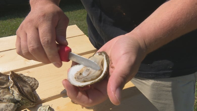 Close up image of an oyster being shucked.