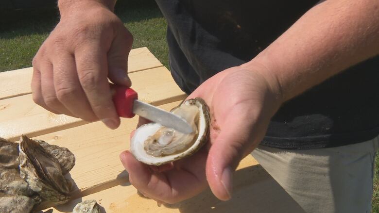 Close up image of an oyster being shucked.