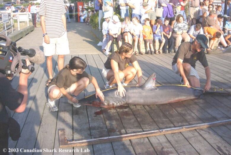 Three people hold down a shark while it's measured.