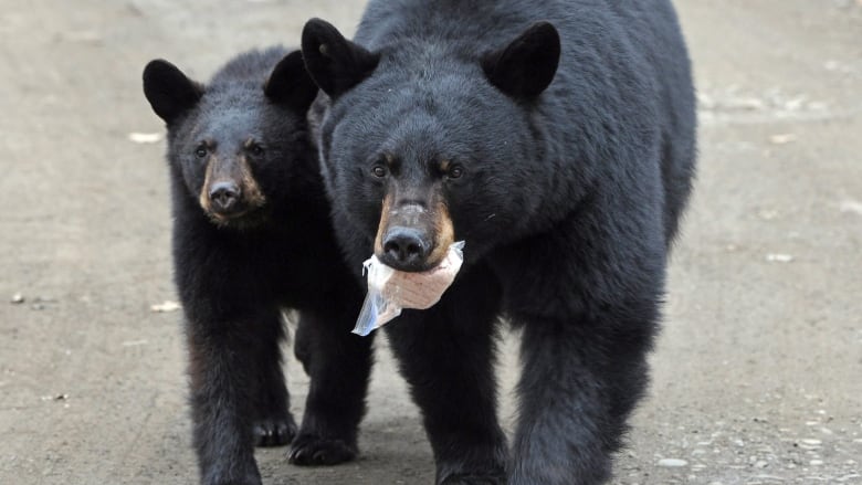 A black bear with scraps from a garbage can in her teeth walks beside her cub in a paved area.