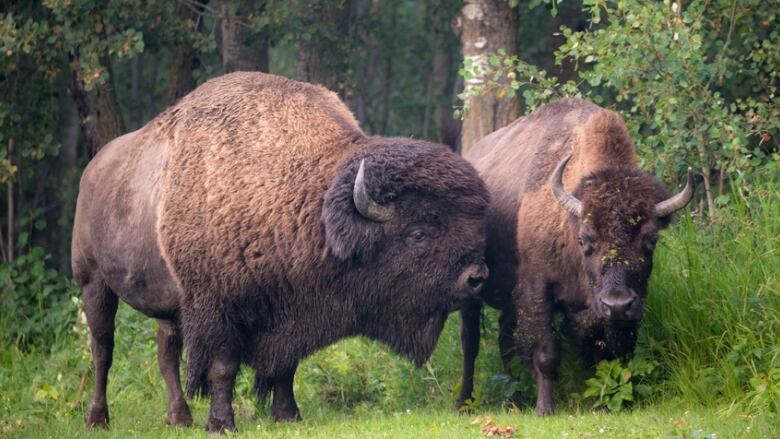 Two bison stand on the edge of a forest.