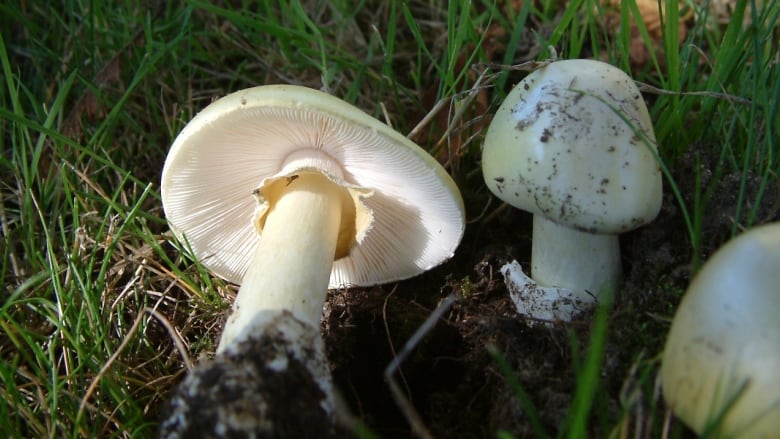 Two white mushrooms are pictured in grass. 