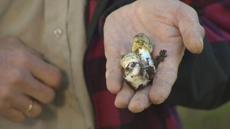 A man's hands hold a death cap mushroom that resembles puffballs.