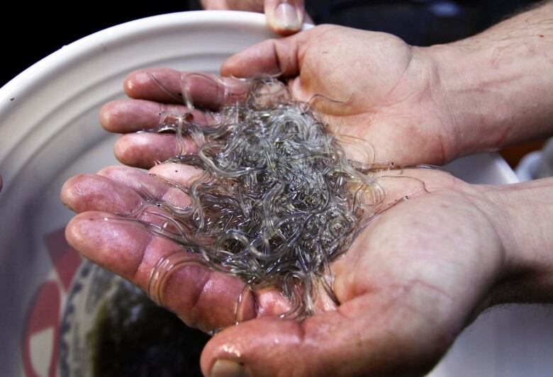 A pair of hands cupping hundreds of translucent baby eels that resemble worms.